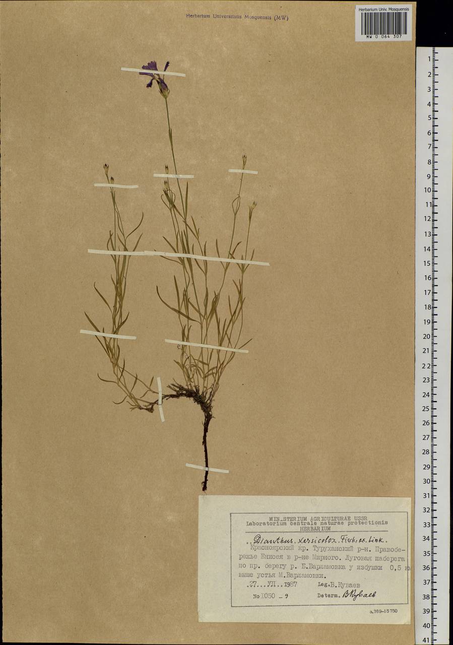 Dianthus chinensis, Siberia, Central Siberia (S3) (Russia)