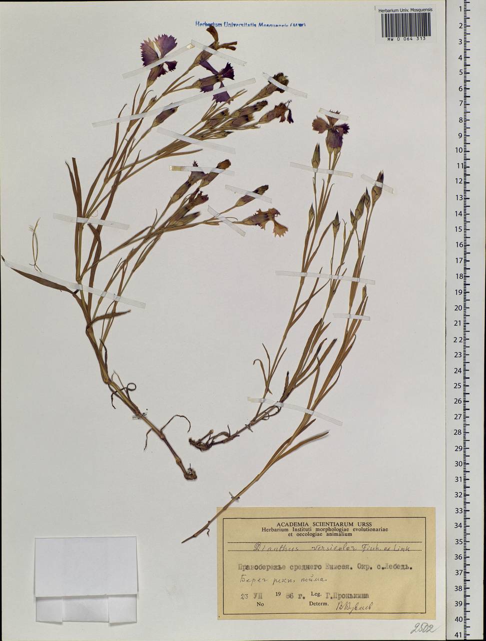 Dianthus chinensis, Siberia, Central Siberia (S3) (Russia)