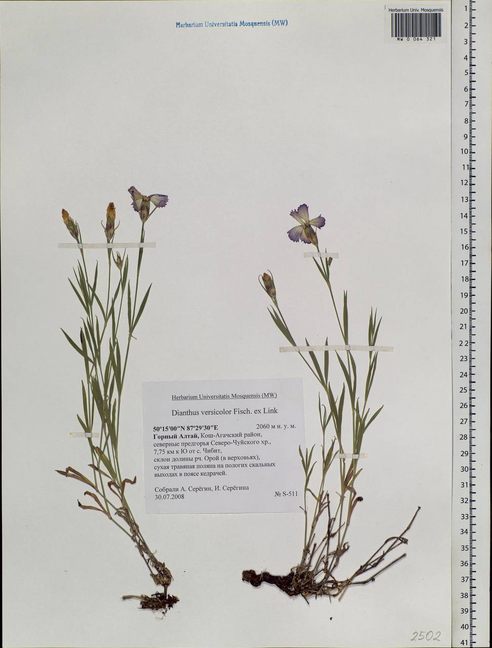 Dianthus chinensis L., Siberia, Altai & Sayany Mountains (S2) (Russia)
