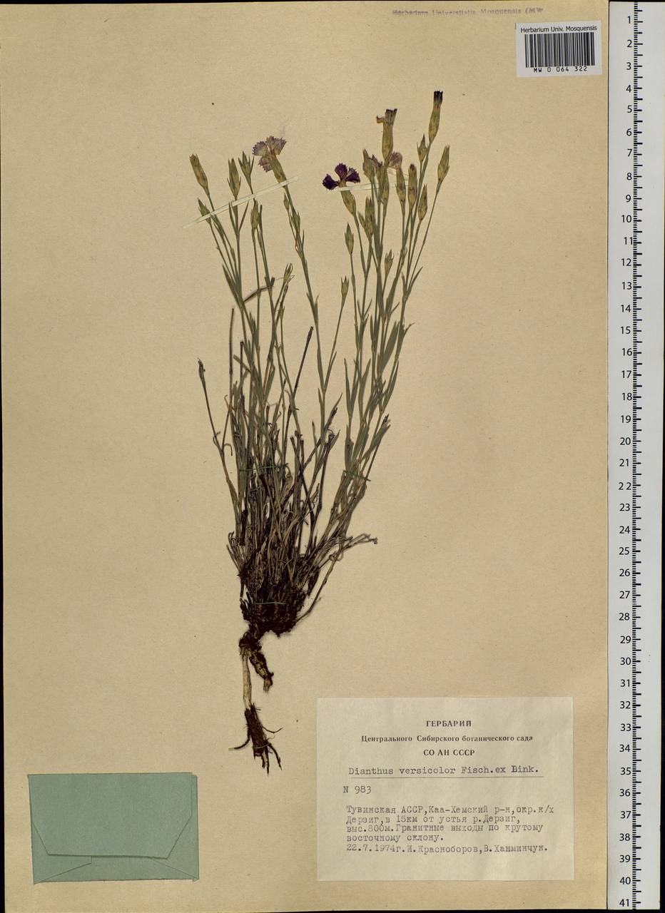 Dianthus chinensis L., Siberia, Altai & Sayany Mountains (S2) (Russia)
