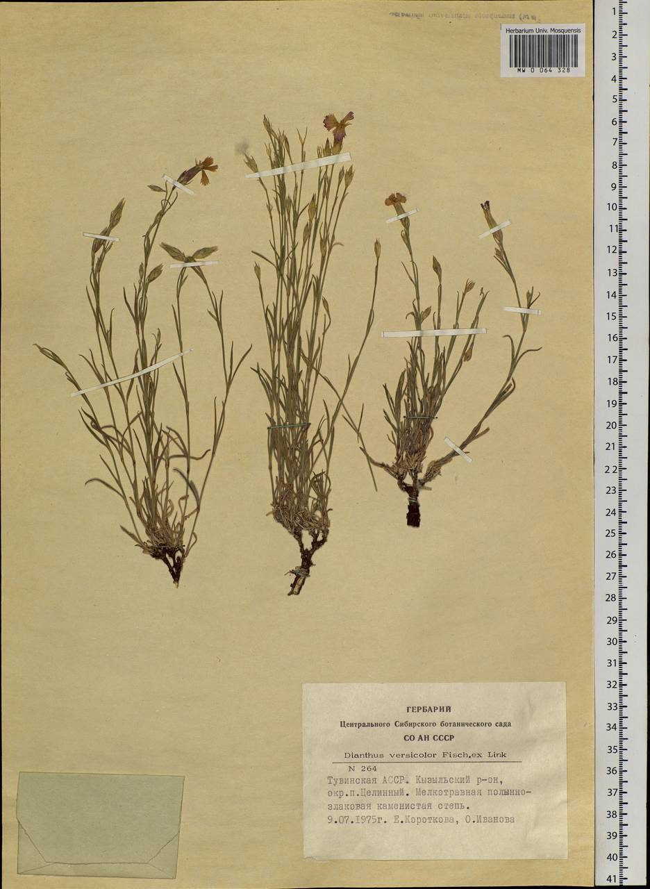 Dianthus chinensis, Siberia, Altai & Sayany Mountains (S2) (Russia)