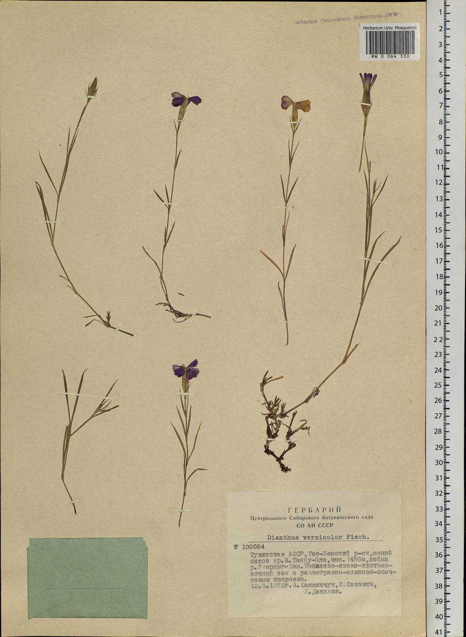 Dianthus chinensis L., Siberia, Altai & Sayany Mountains (S2) (Russia)