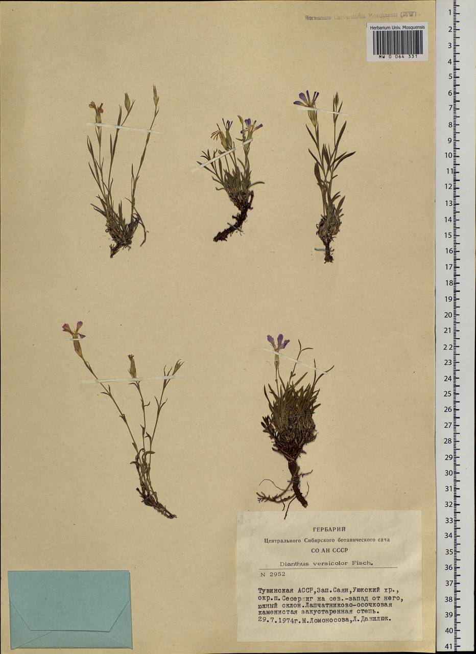 Dianthus chinensis, Siberia, Altai & Sayany Mountains (S2) (Russia)