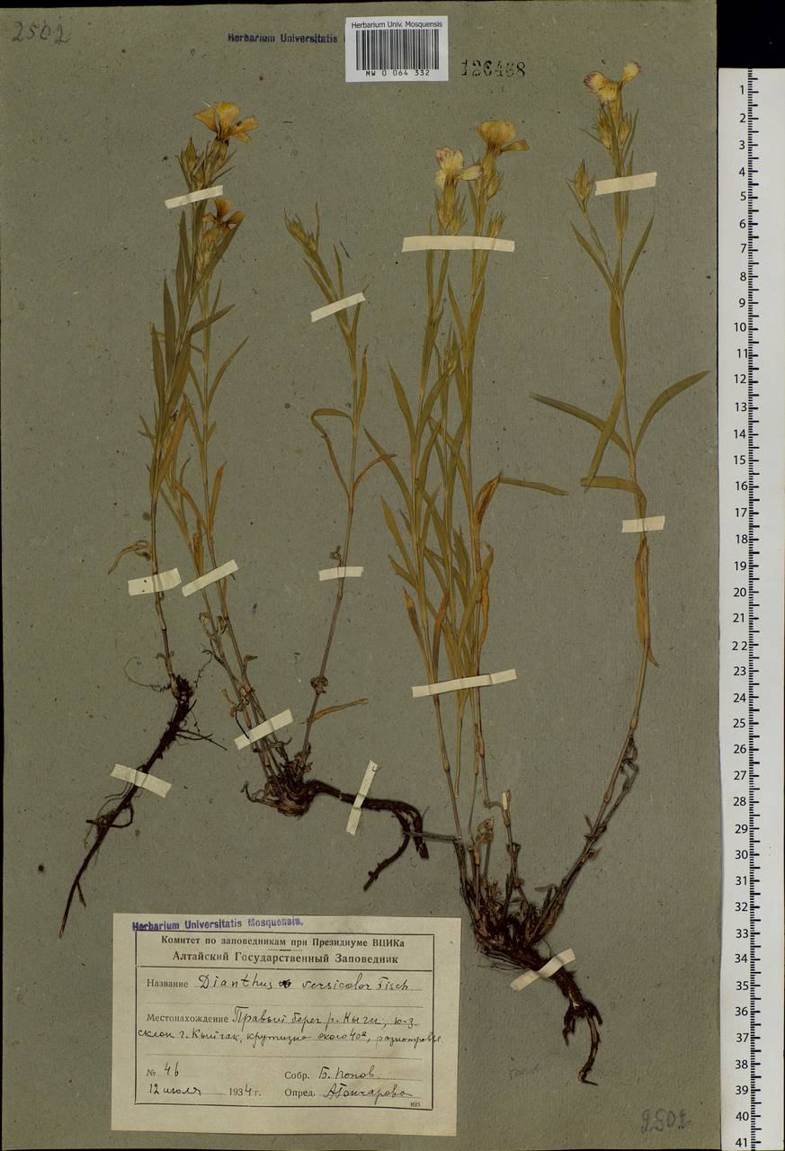 Dianthus chinensis, Siberia, Altai & Sayany Mountains (S2) (Russia)