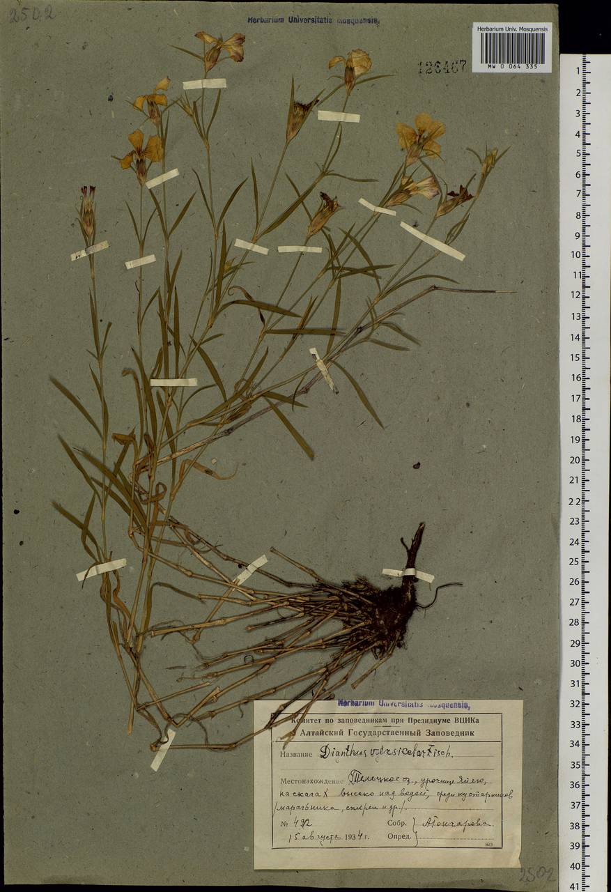 Dianthus chinensis, Siberia, Altai & Sayany Mountains (S2) (Russia)