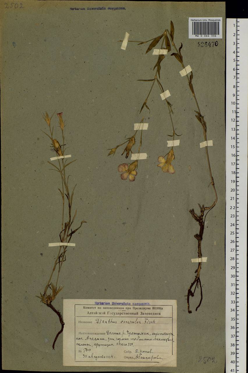 Dianthus chinensis L., Siberia, Altai & Sayany Mountains (S2) (Russia)