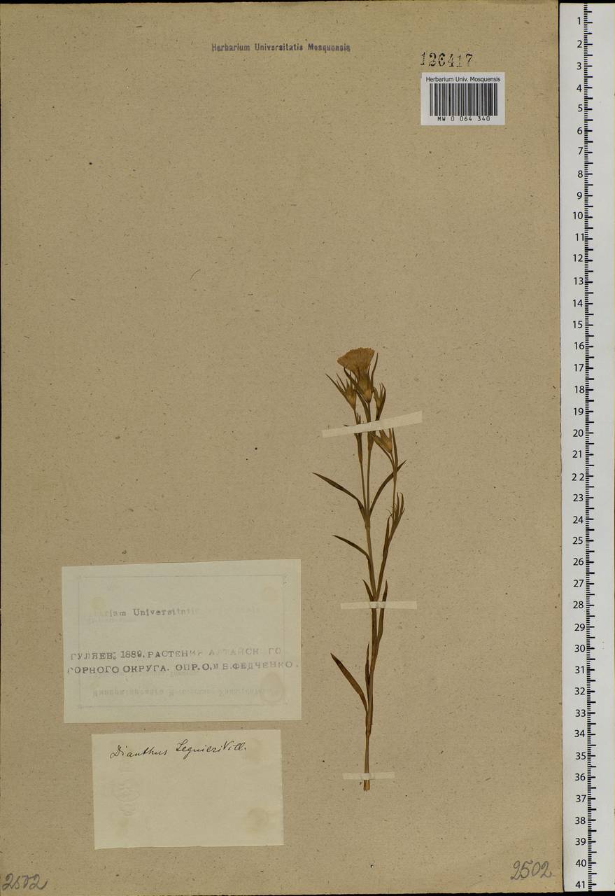 Dianthus chinensis, Siberia, Altai & Sayany Mountains (S2) (Russia)