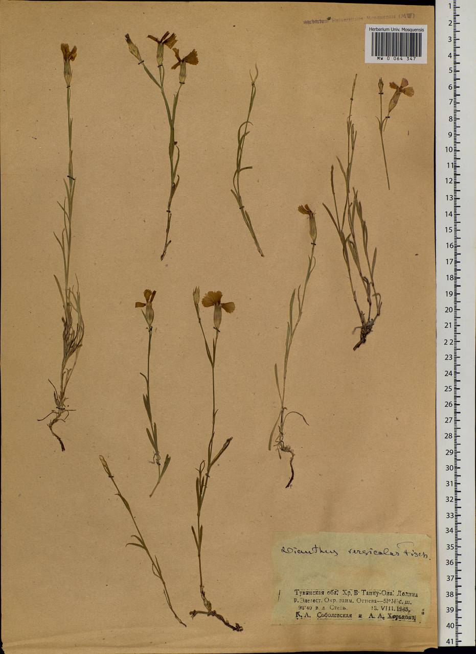 Dianthus chinensis L., Siberia, Altai & Sayany Mountains (S2) (Russia)