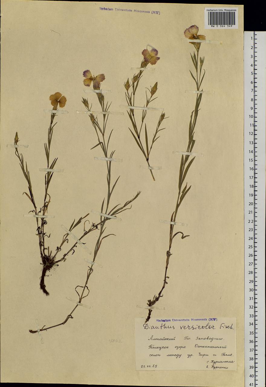 Dianthus chinensis L., Siberia, Altai & Sayany Mountains (S2) (Russia)