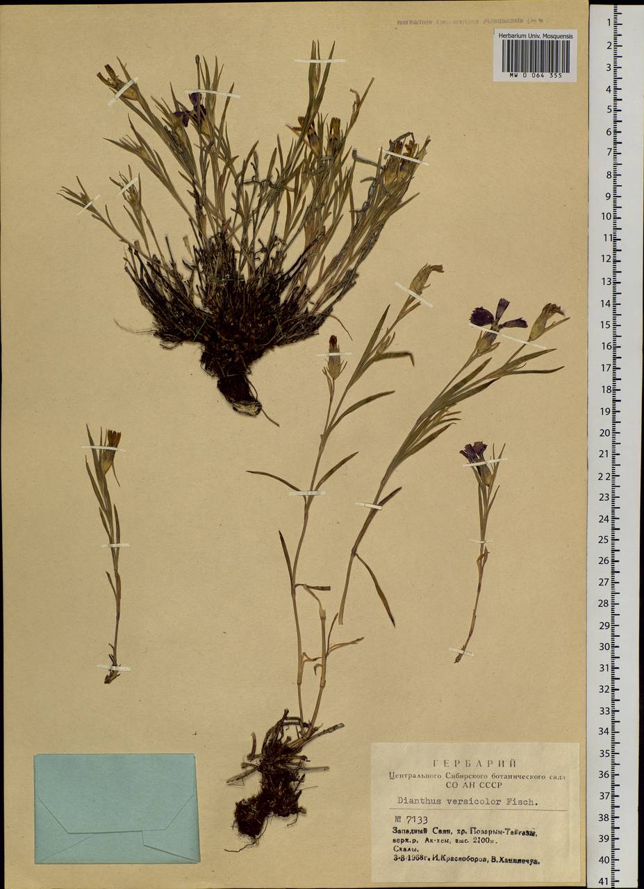 Dianthus chinensis, Siberia, Altai & Sayany Mountains (S2) (Russia)