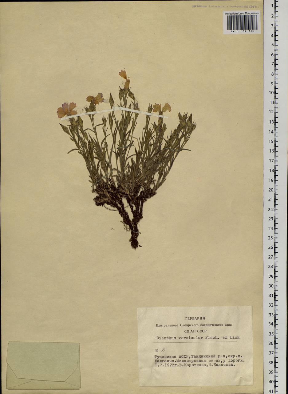 Dianthus chinensis L., Siberia, Altai & Sayany Mountains (S2) (Russia)