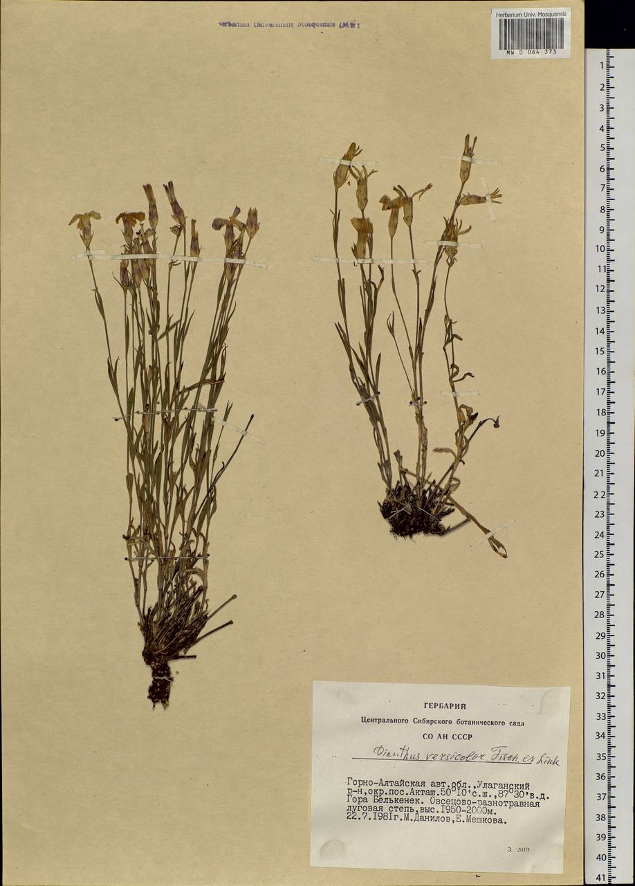 Dianthus chinensis, Siberia, Altai & Sayany Mountains (S2) (Russia)