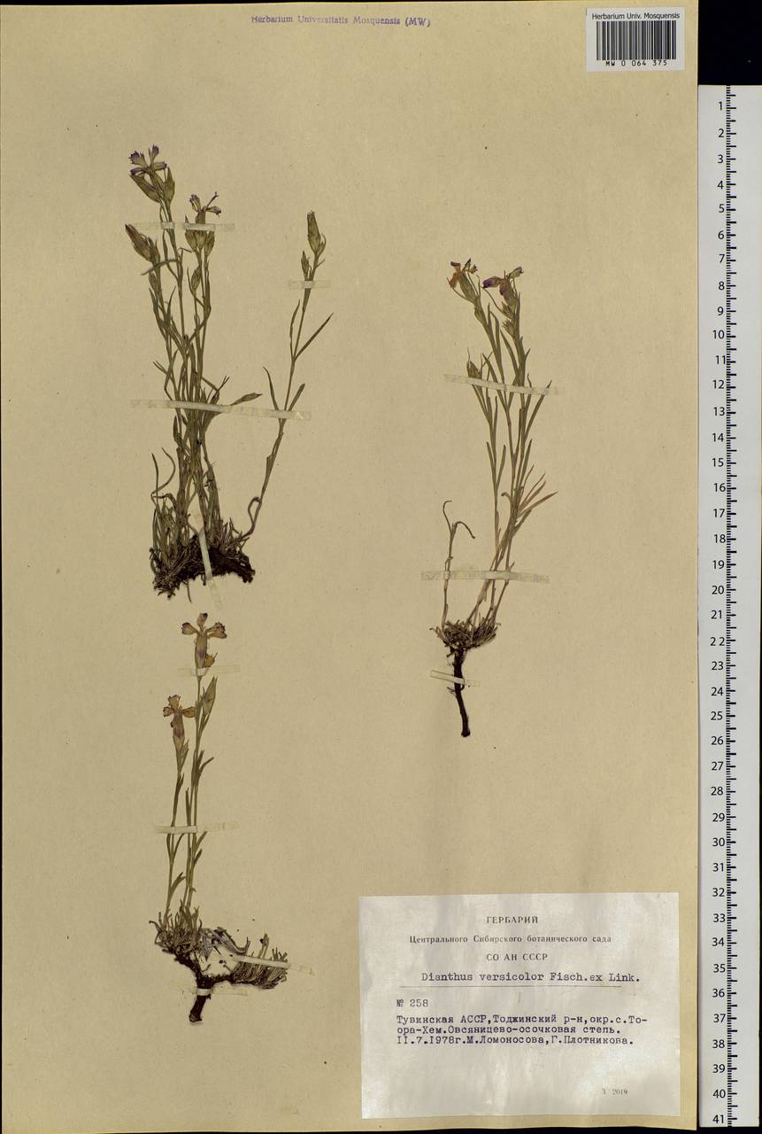 Dianthus chinensis L., Siberia, Altai & Sayany Mountains (S2) (Russia)