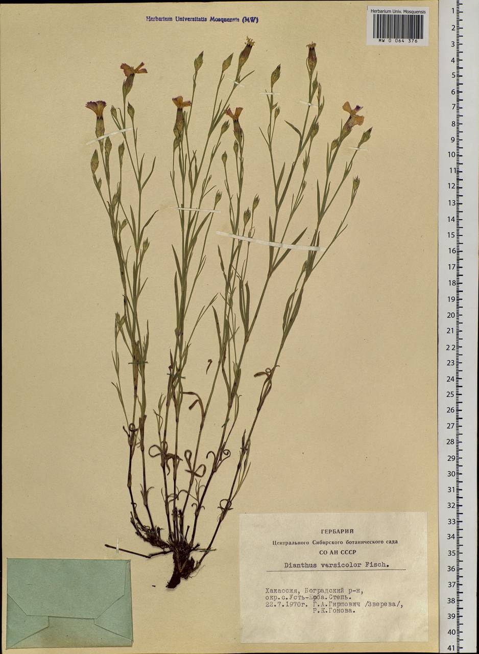 Dianthus chinensis, Siberia, Altai & Sayany Mountains (S2) (Russia)