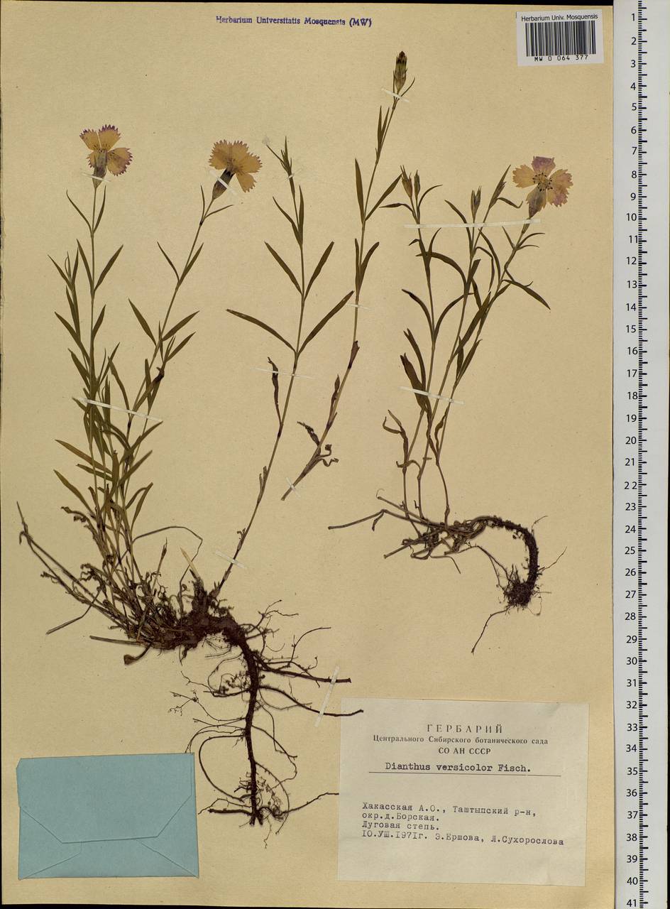 Dianthus chinensis L., Siberia, Altai & Sayany Mountains (S2) (Russia)