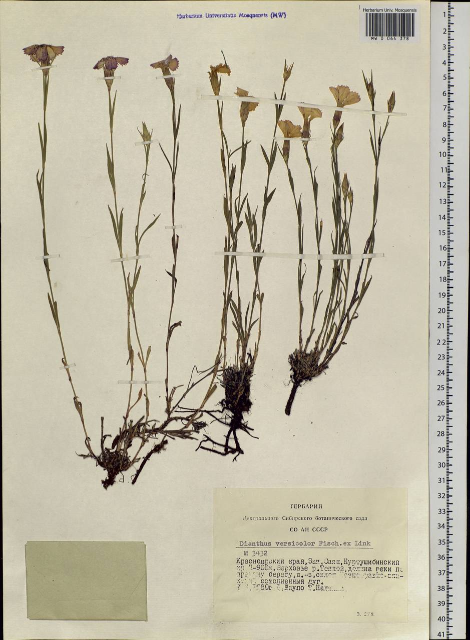 Dianthus chinensis L., Siberia, Altai & Sayany Mountains (S2) (Russia)