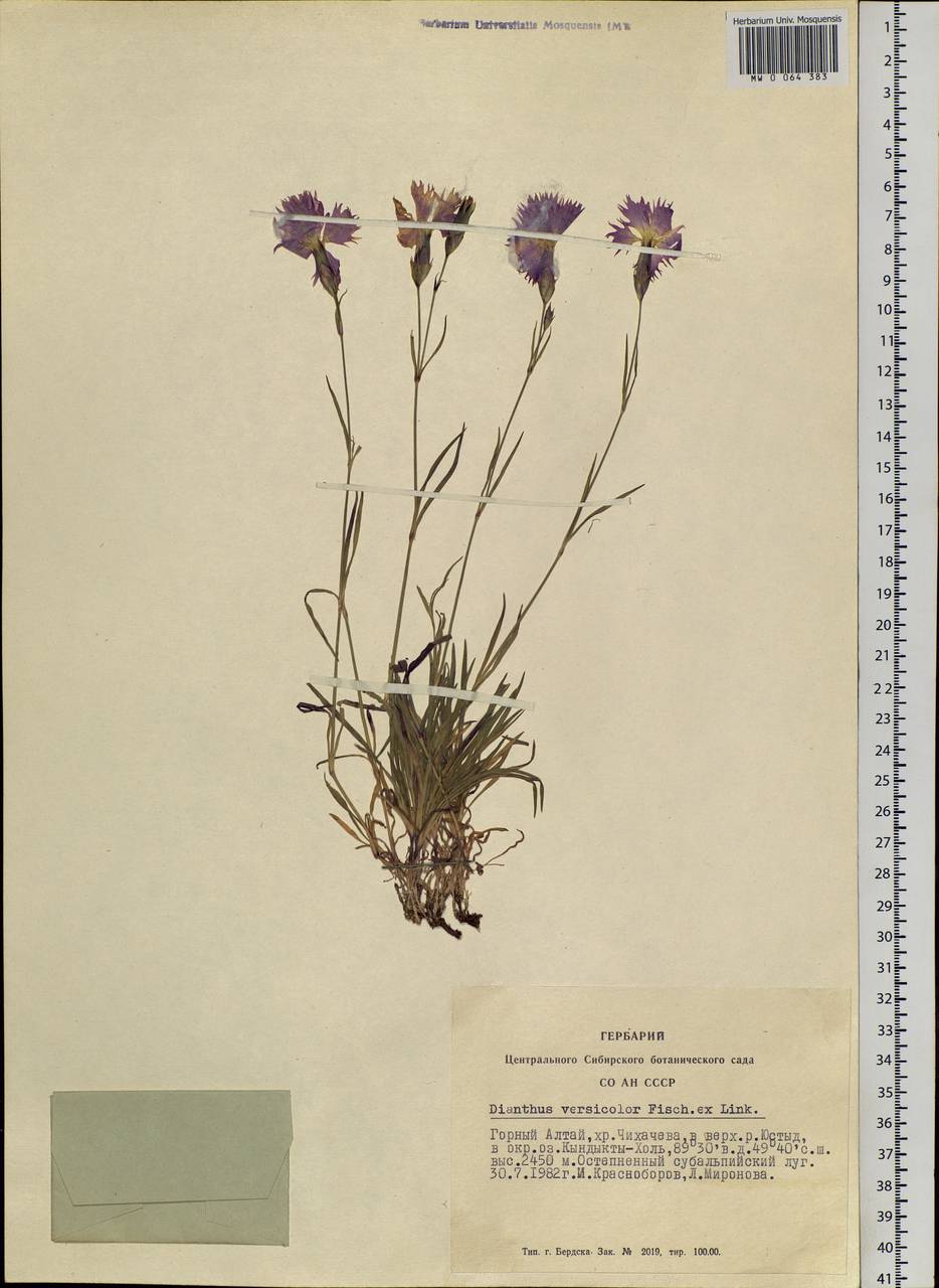 Dianthus chinensis, Siberia, Altai & Sayany Mountains (S2) (Russia)