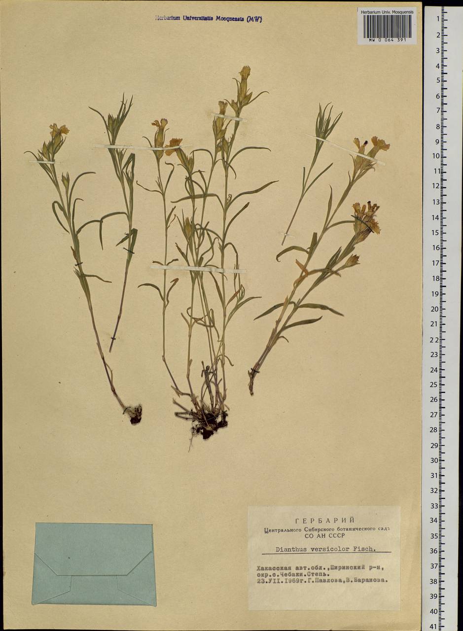 Dianthus chinensis L., Siberia, Altai & Sayany Mountains (S2) (Russia)