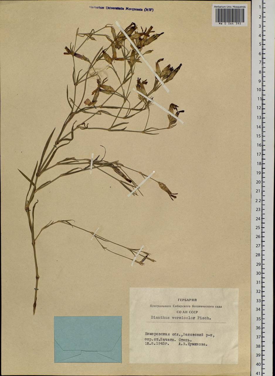 Dianthus chinensis L., Siberia, Altai & Sayany Mountains (S2) (Russia)