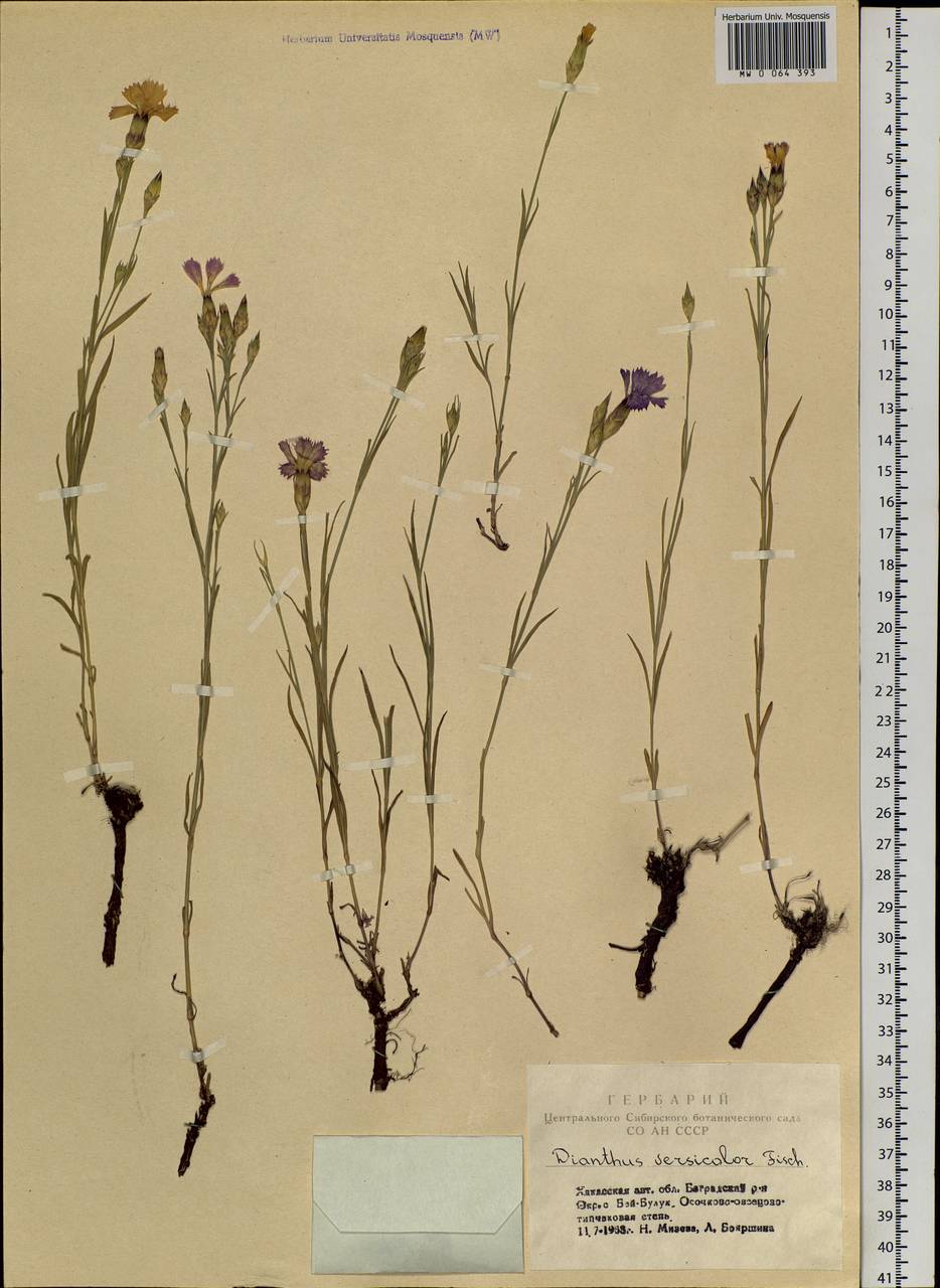 Dianthus chinensis L., Siberia, Altai & Sayany Mountains (S2) (Russia)