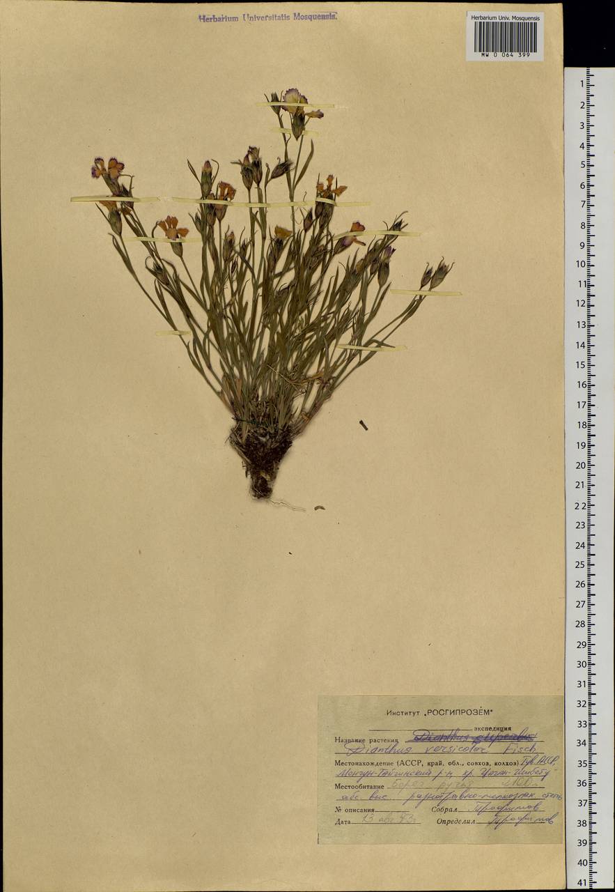 Dianthus chinensis L., Siberia, Altai & Sayany Mountains (S2) (Russia)
