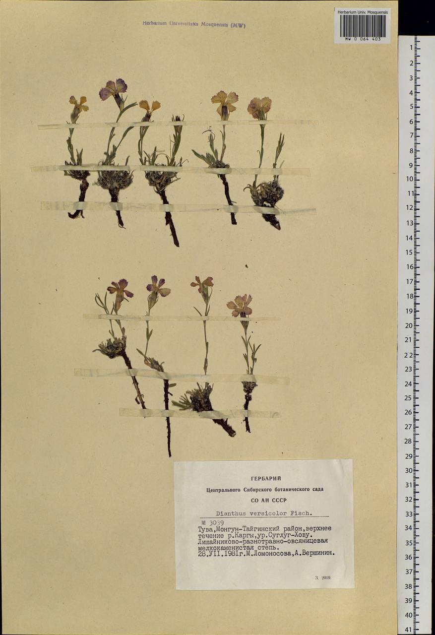 Dianthus chinensis, Siberia, Altai & Sayany Mountains (S2) (Russia)