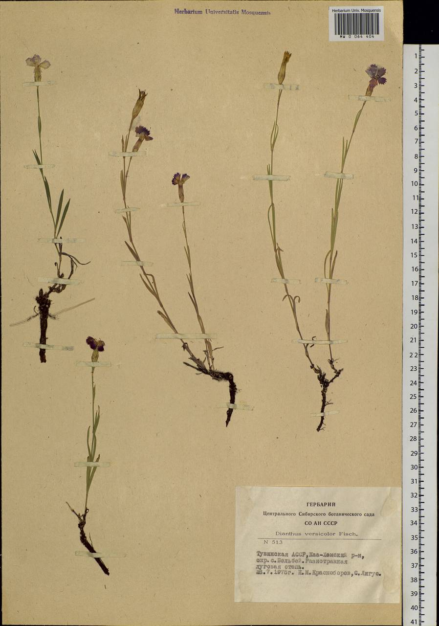 Dianthus chinensis, Siberia, Altai & Sayany Mountains (S2) (Russia)