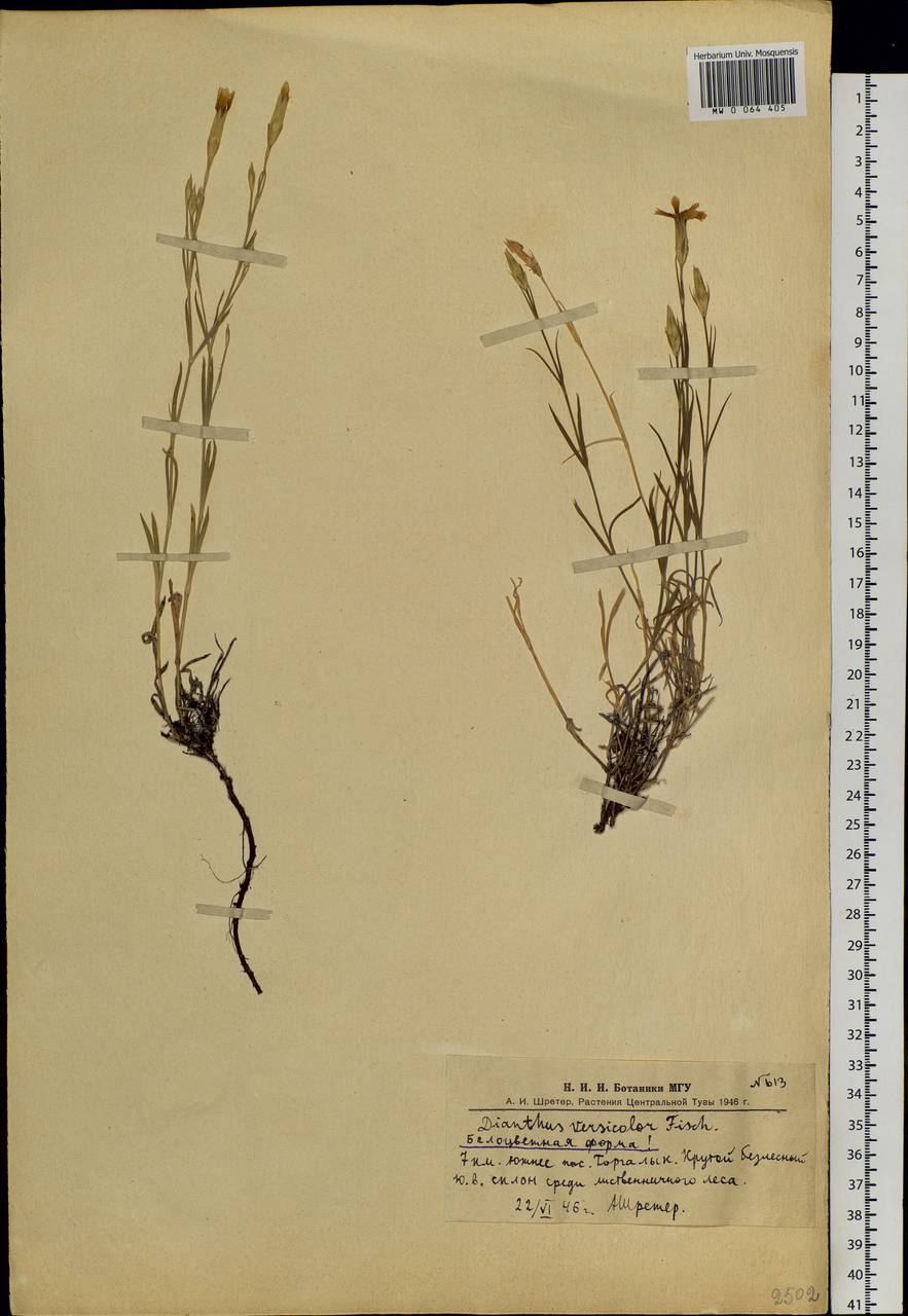 Dianthus chinensis L., Siberia, Altai & Sayany Mountains (S2) (Russia)