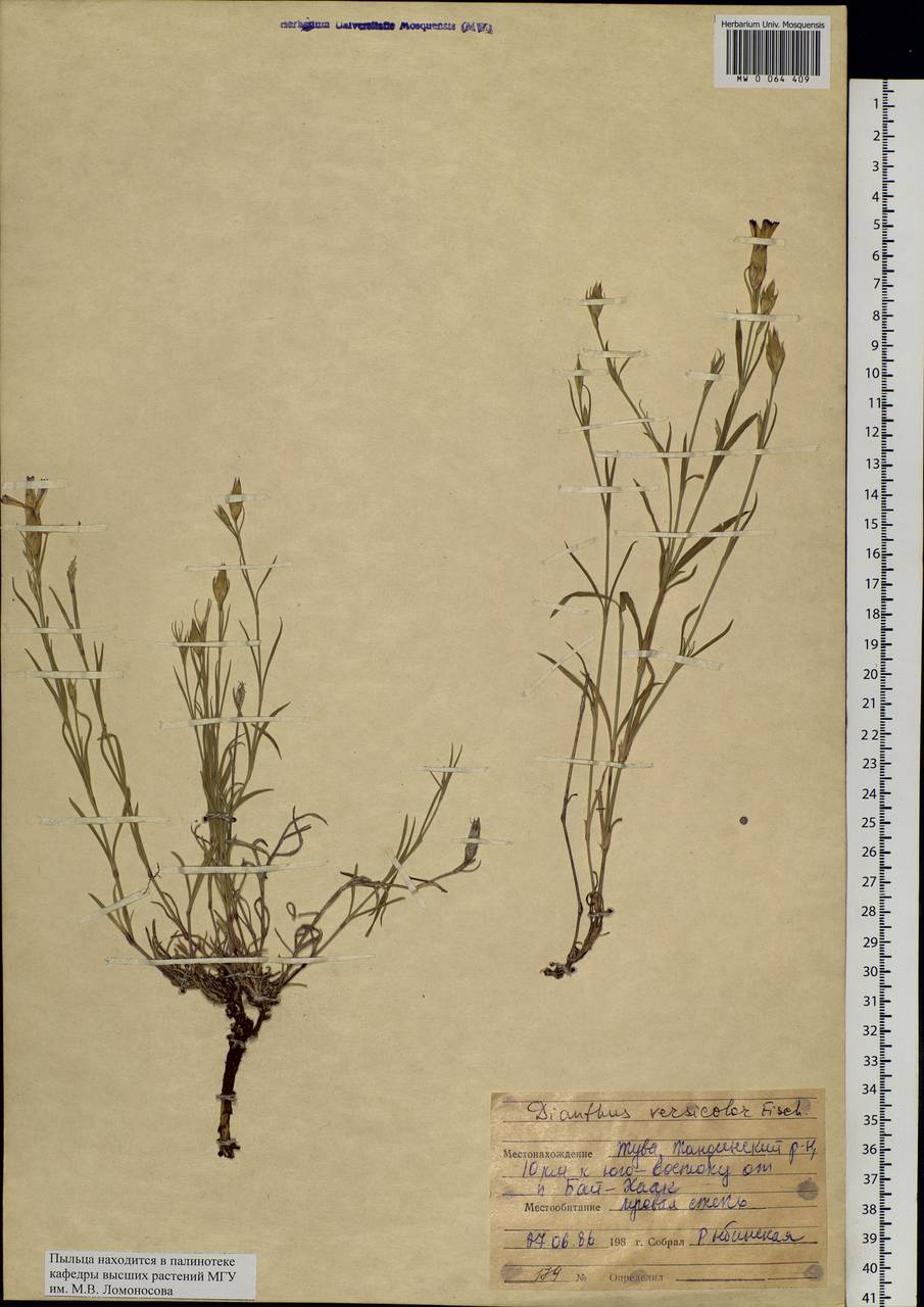 Dianthus chinensis L., Siberia, Altai & Sayany Mountains (S2) (Russia)