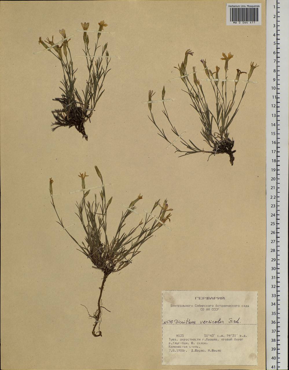 Dianthus chinensis L., Siberia, Altai & Sayany Mountains (S2) (Russia)