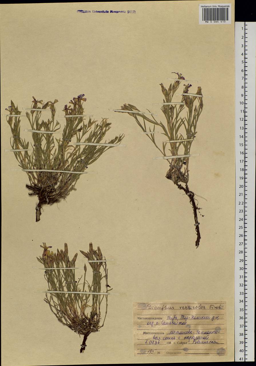 Dianthus chinensis L., Siberia, Altai & Sayany Mountains (S2) (Russia)