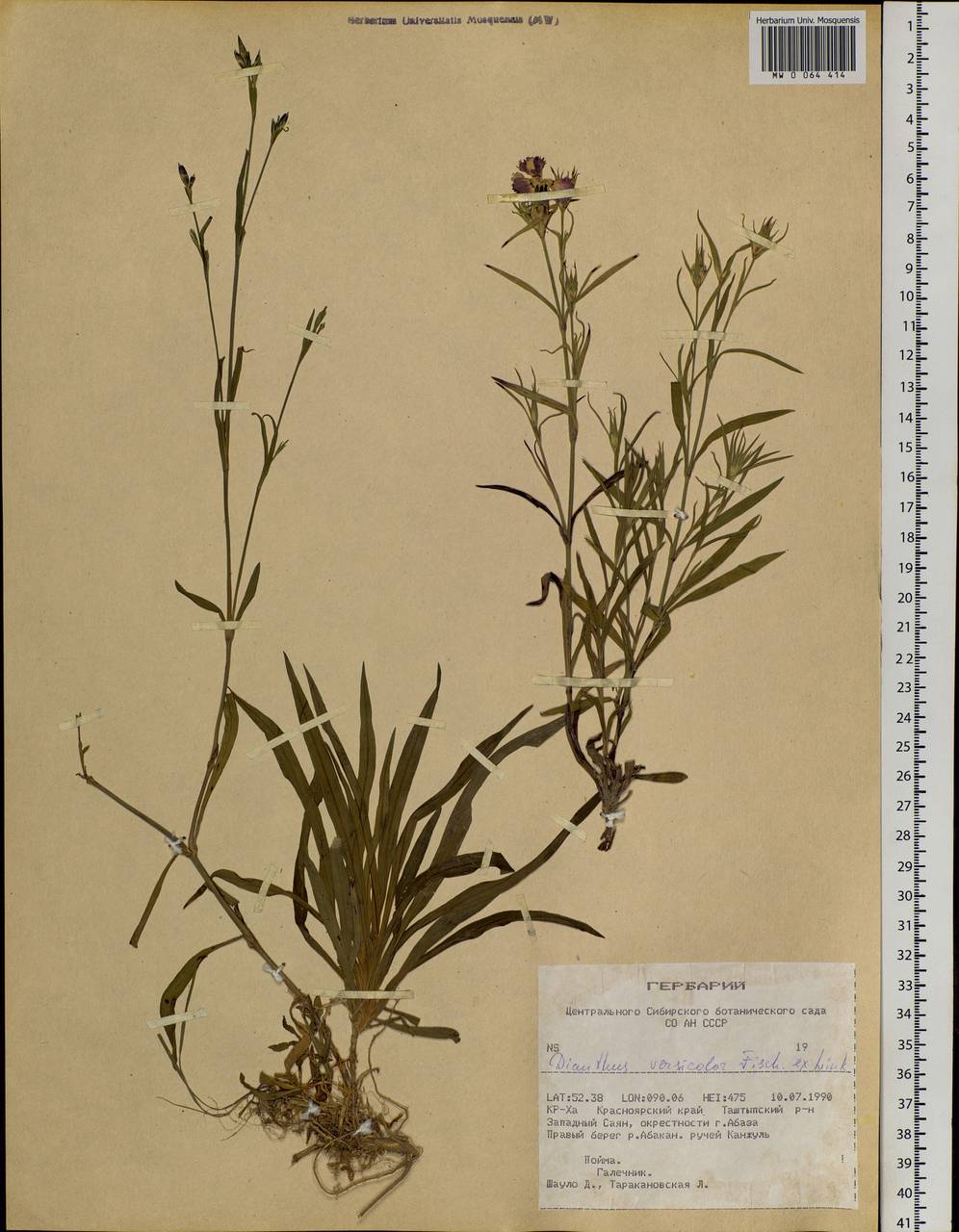 Dianthus chinensis, Siberia, Altai & Sayany Mountains (S2) (Russia)