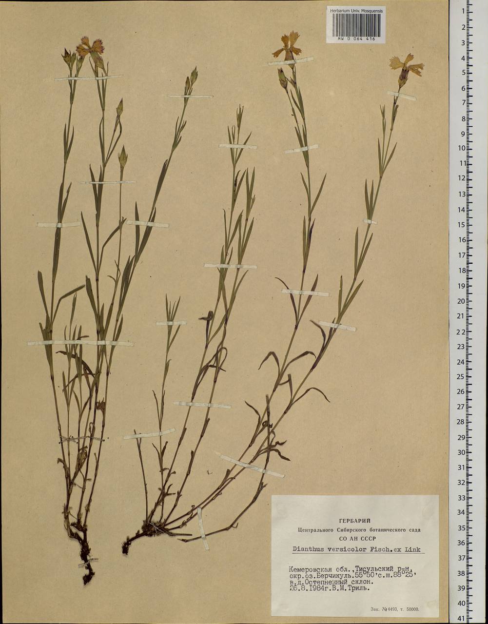 Dianthus chinensis L., Siberia, Altai & Sayany Mountains (S2) (Russia)