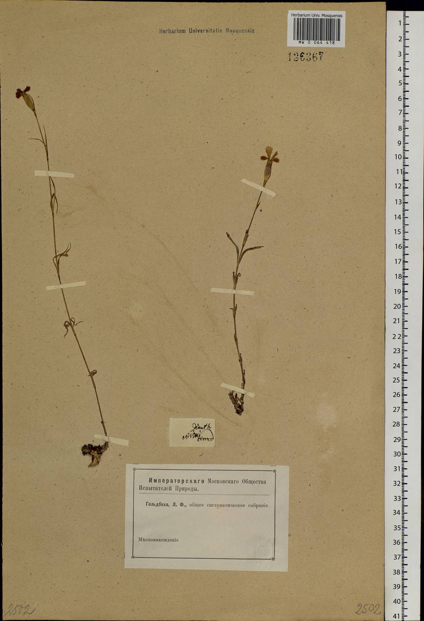 Dianthus chinensis, Siberia, Altai & Sayany Mountains (S2) (Russia)