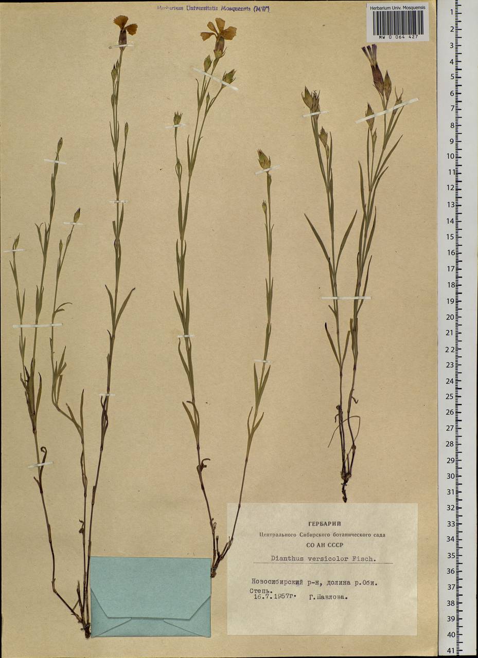 Dianthus chinensis L., Siberia, Western Siberia (S1) (Russia)