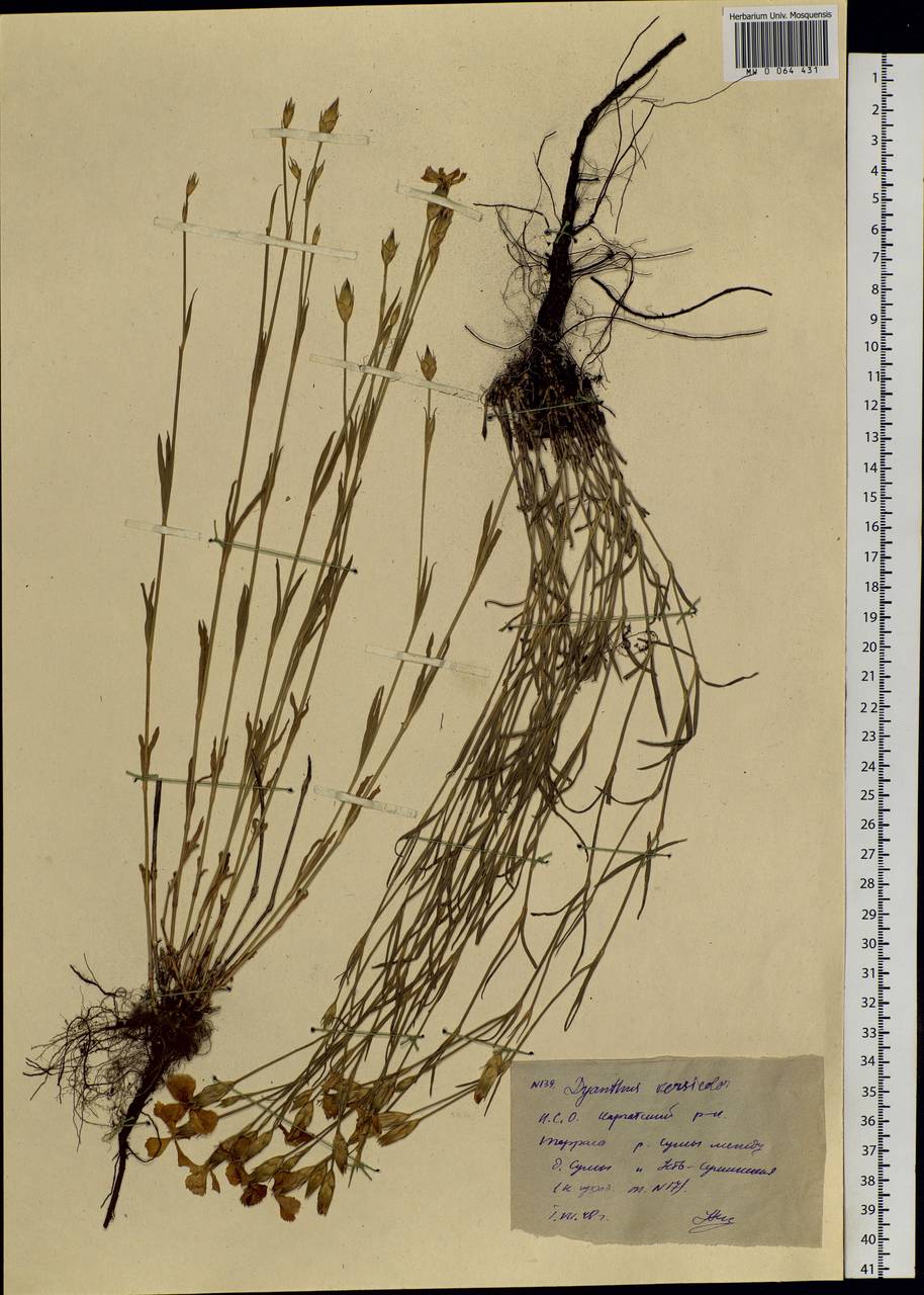 Dianthus chinensis L., Siberia, Western Siberia (S1) (Russia)