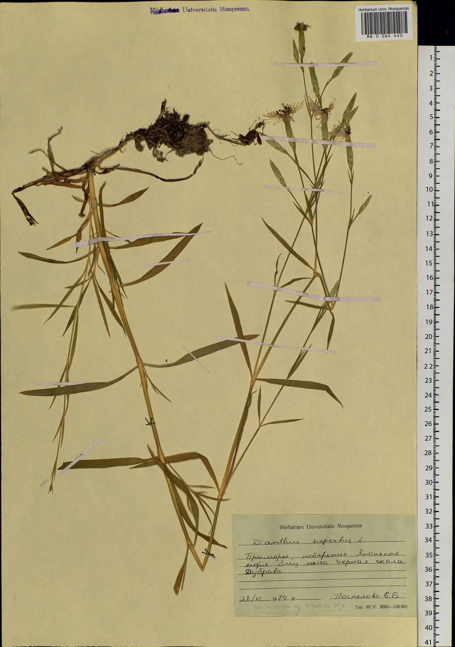 Dianthus superbus, Siberia, Russian Far East (S6) (Russia)