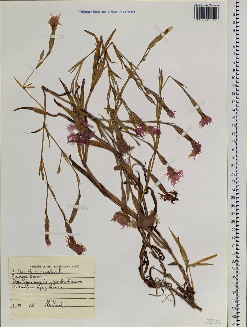 Dianthus superbus L., Siberia, Russian Far East (S6) (Russia)