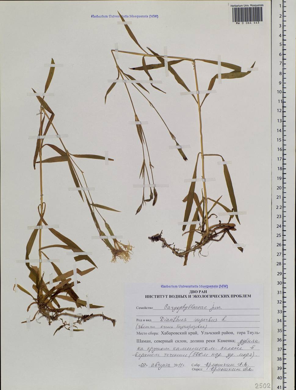 Dianthus superbus L., Siberia, Russian Far East (S6) (Russia)