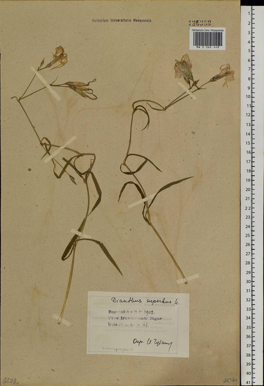 Dianthus superbus, Siberia, Baikal & Transbaikal region (S4) (Russia)
