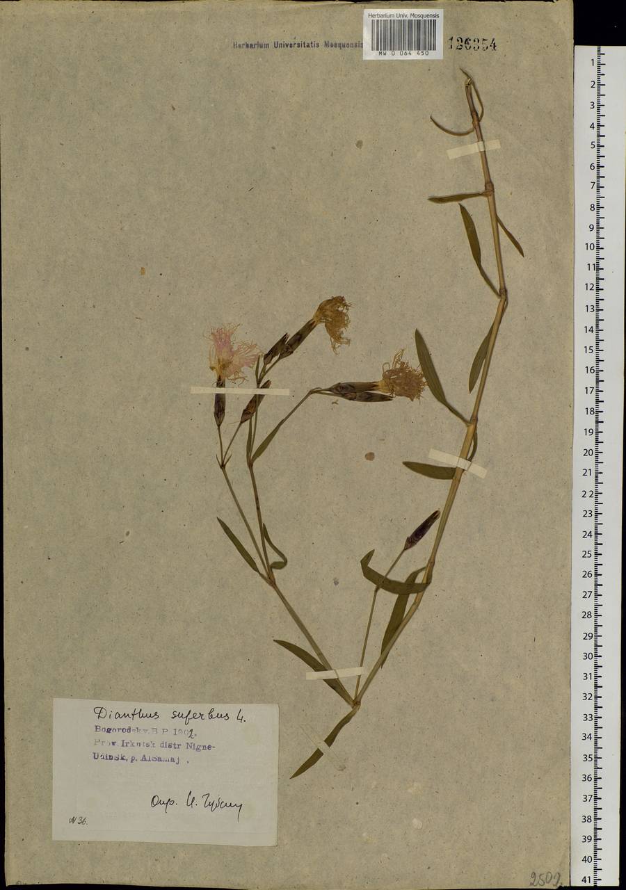 Dianthus superbus L., Siberia, Baikal & Transbaikal region (S4) (Russia)