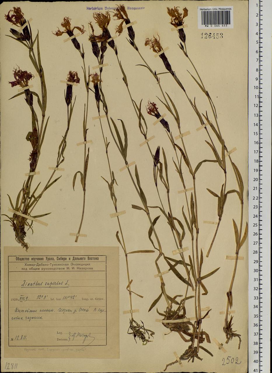 Dianthus superbus, Siberia, Baikal & Transbaikal region (S4) (Russia)