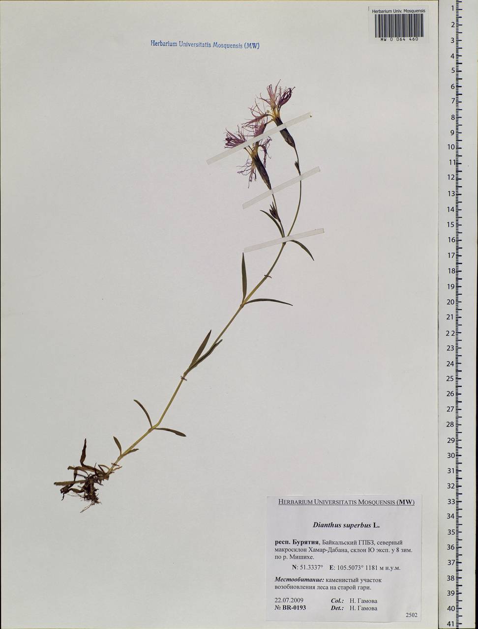 Dianthus superbus, Siberia, Baikal & Transbaikal region (S4) (Russia)