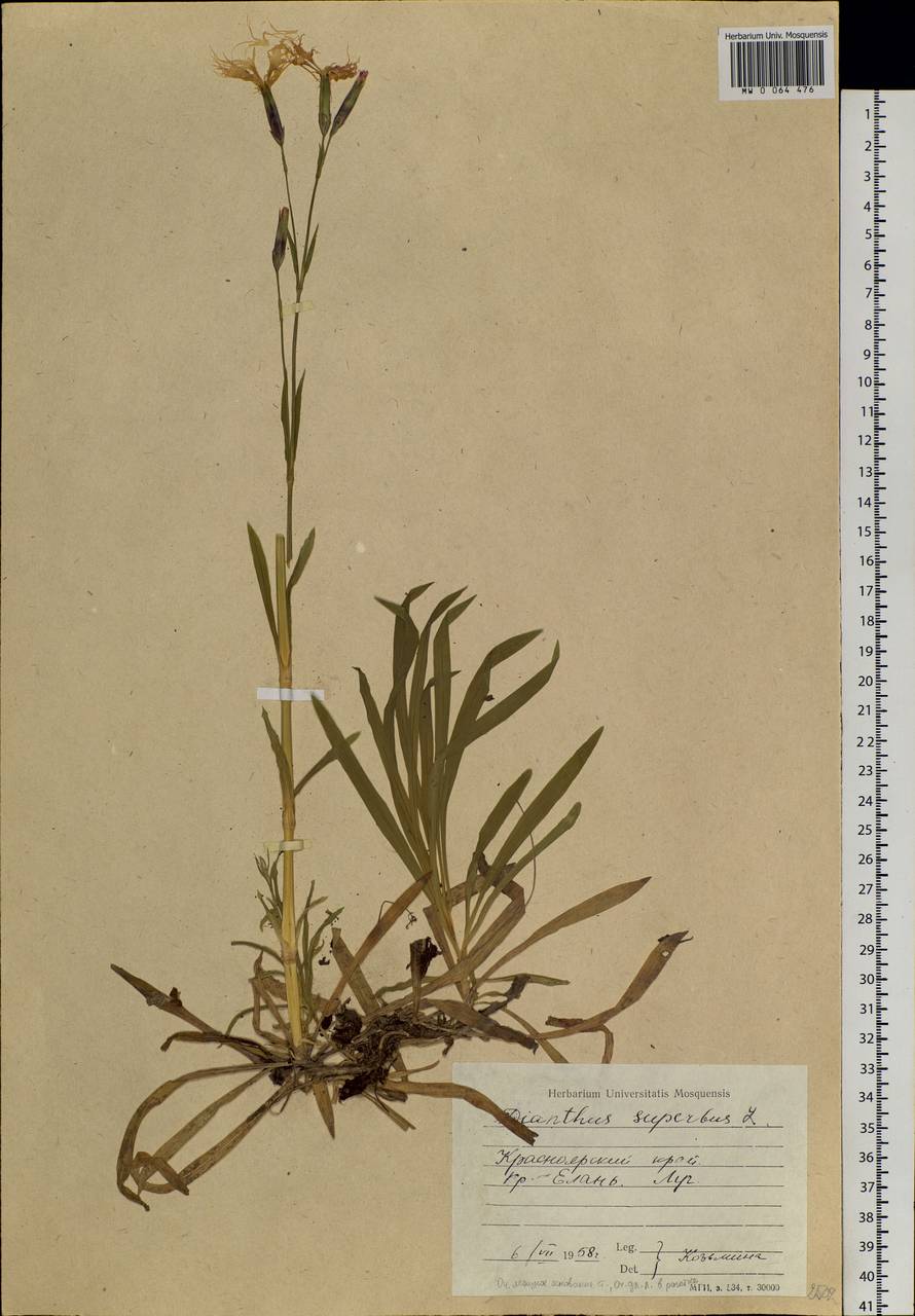 Dianthus superbus, Siberia, Central Siberia (S3) (Russia)