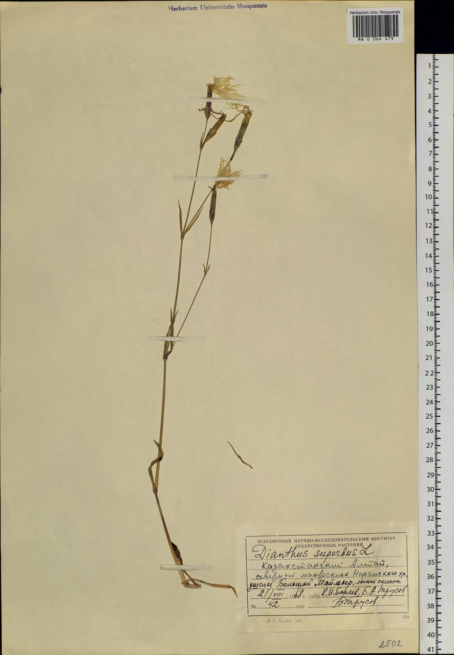 Dianthus superbus L., Siberia, Western (Kazakhstan) Altai Mountains (S2a) (Kazakhstan)