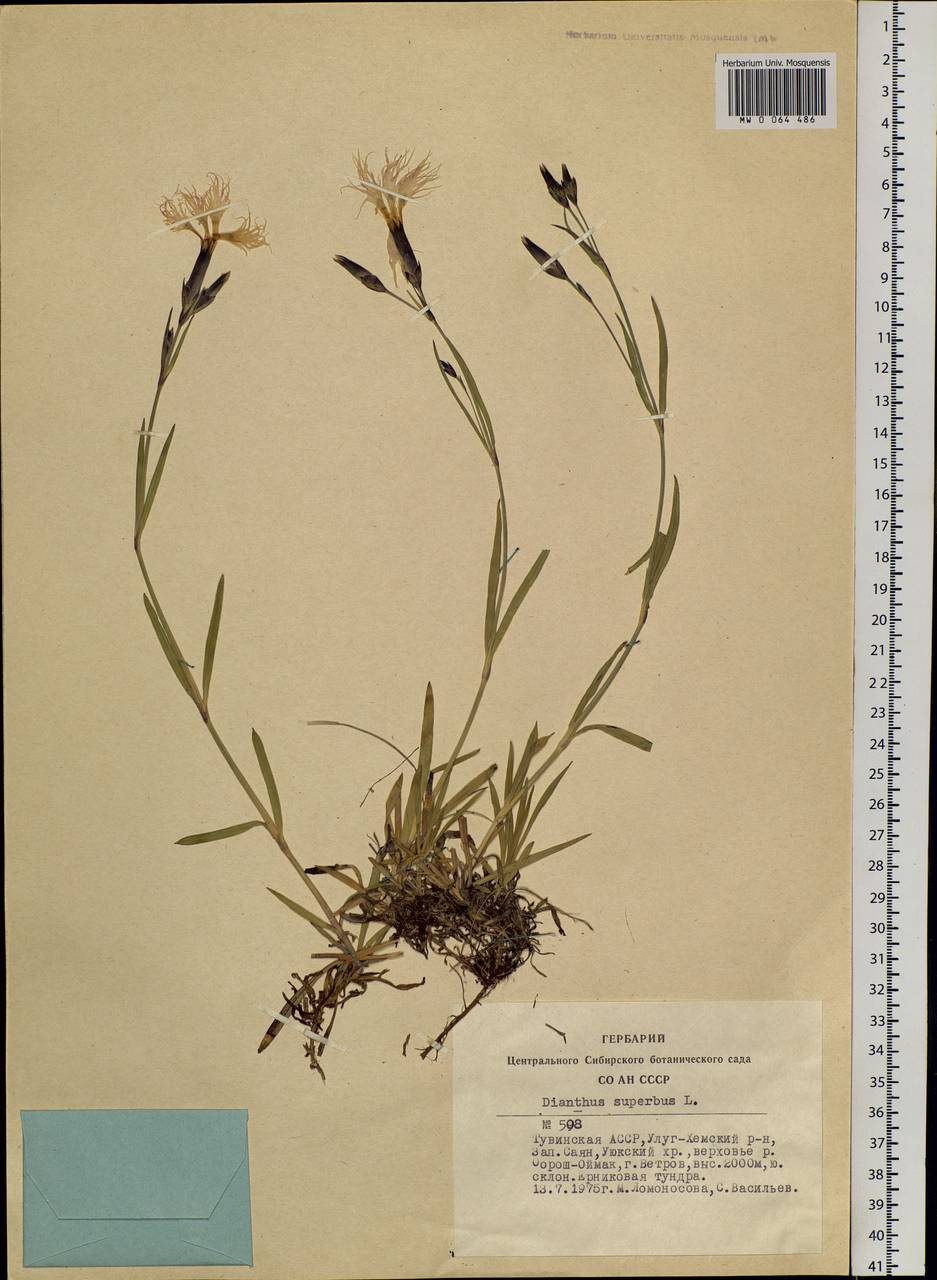 Dianthus superbus, Siberia, Altai & Sayany Mountains (S2) (Russia)