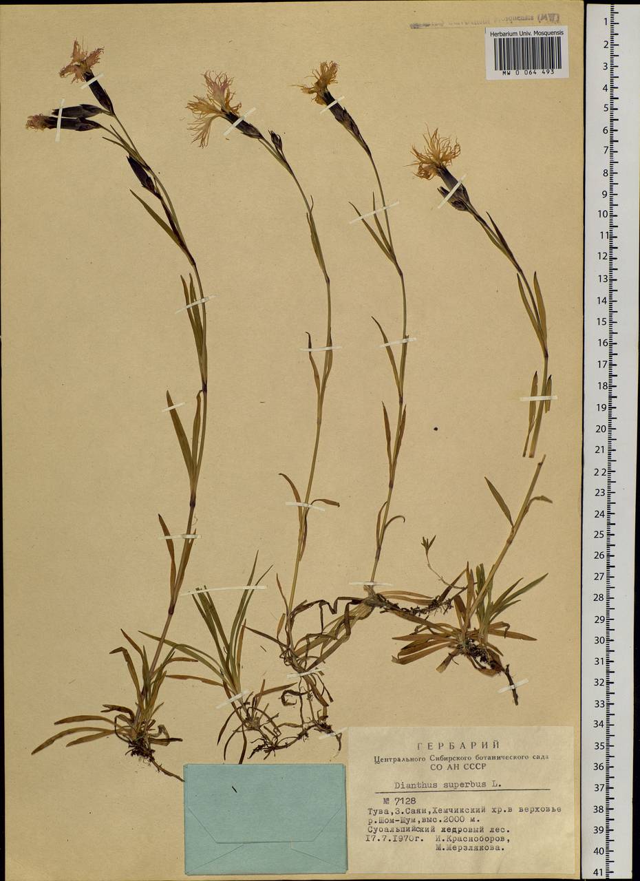 Dianthus superbus, Siberia, Altai & Sayany Mountains (S2) (Russia)