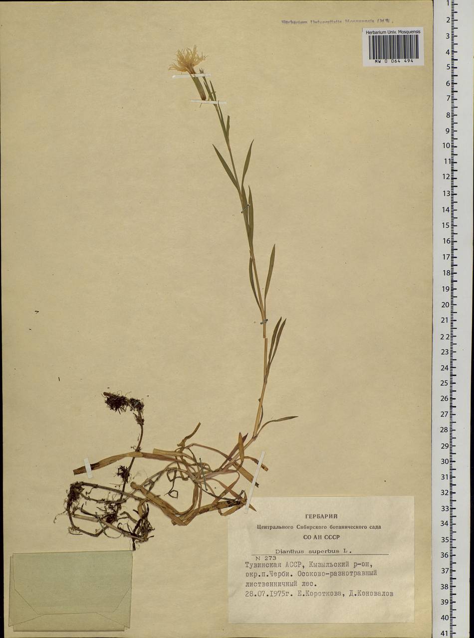 Dianthus superbus, Siberia, Altai & Sayany Mountains (S2) (Russia)