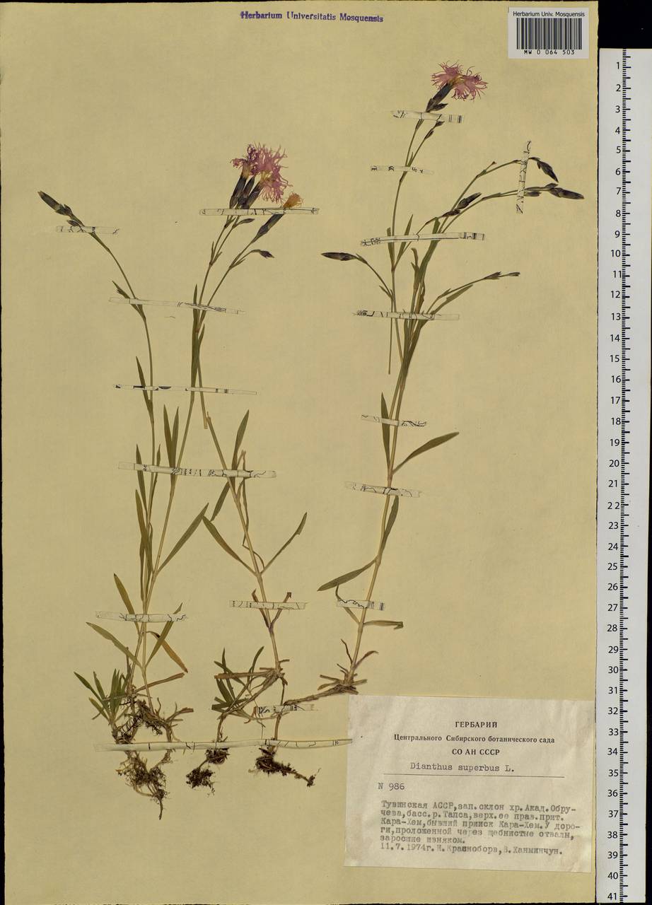 Dianthus superbus, Siberia, Altai & Sayany Mountains (S2) (Russia)