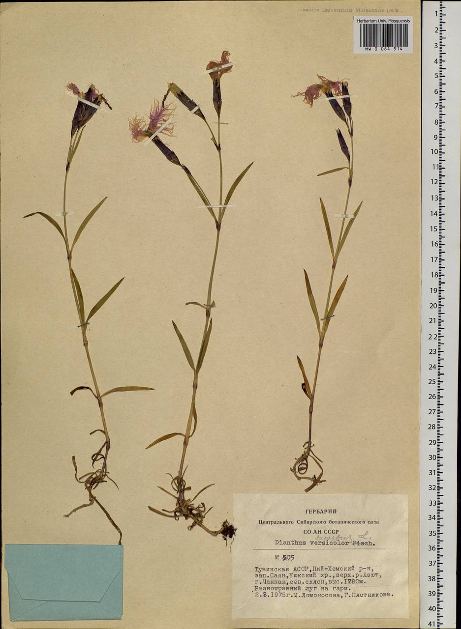 Dianthus superbus L., Siberia, Altai & Sayany Mountains (S2) (Russia)